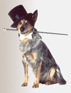 Philadelphia Philpot Top Hat for Dog in Daewoo TV Commercial